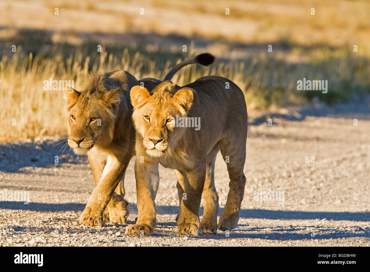 Cachorros, cachorros de león (Panthera leo) Transfronterizo Kgalagadi, Parque Nacional, Parque Nacional Gemsbok, Sudáfrica, Botswana, África Foto de stock