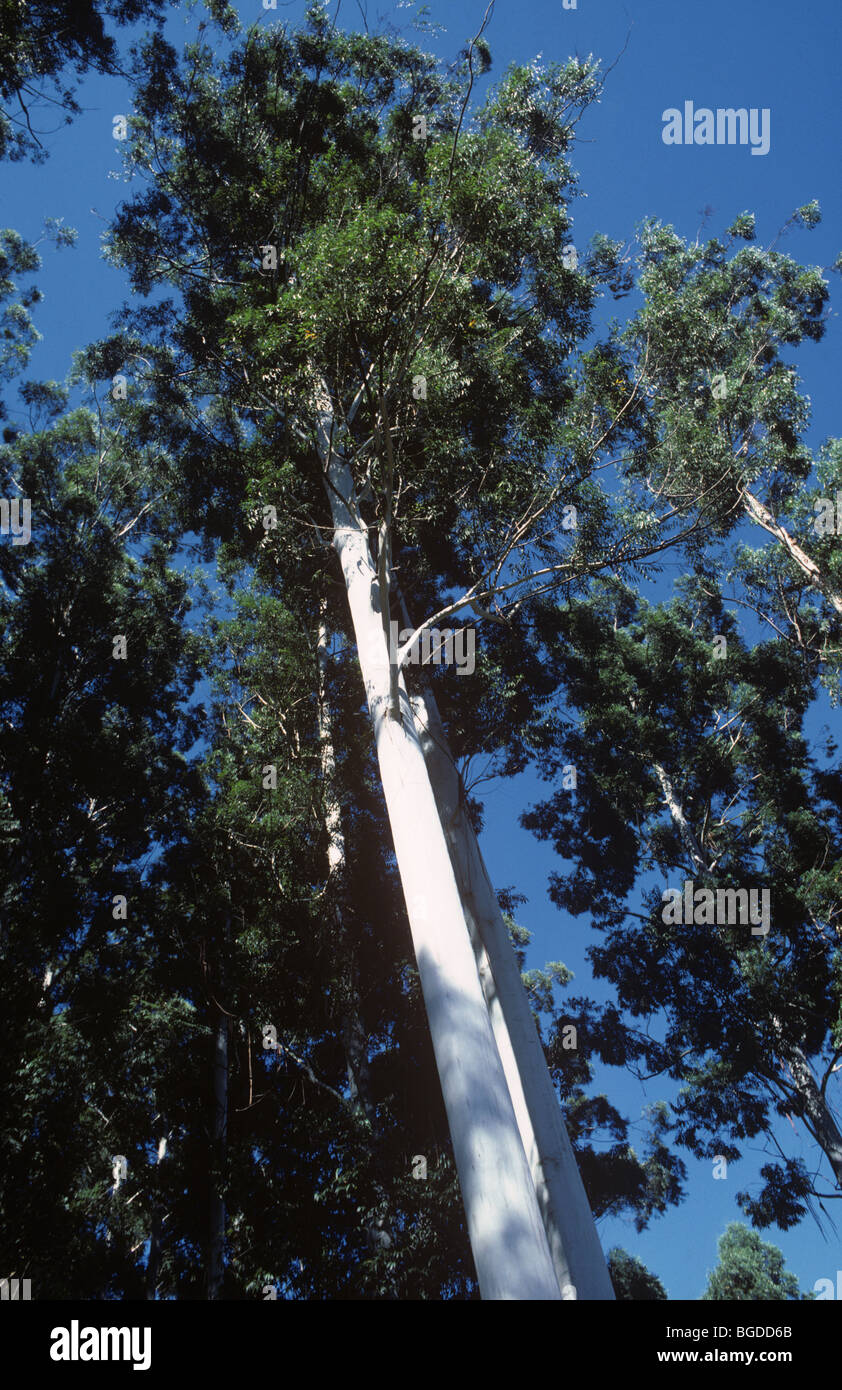 Goma de rosas de 30 metros de altura o goma de mascar inundada (Eucalyptus grandis) Árboles en una plantación forestal en Sudáfrica Foto de stock
