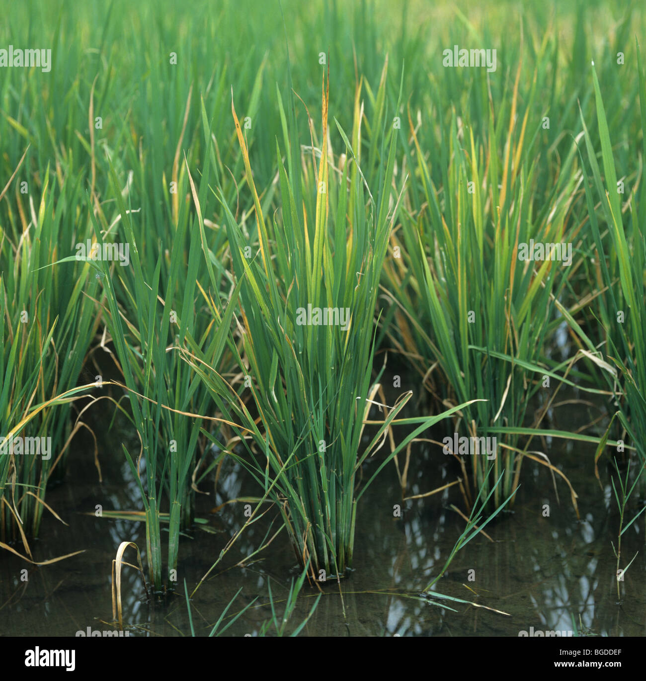 Las plantas de arroz infectado por virus tungro mostrando la decoloración causada por la enfermedad Foto de stock