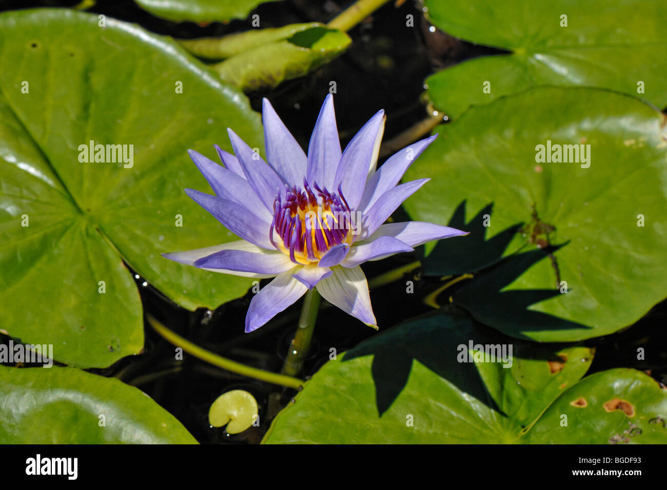 Blue Water Lily egipcio o sagrado lirio azul (Nymphaea caerulea), isla de St. Croix, Islas Vírgenes de EE.UU., Estados Unidos Foto de stock