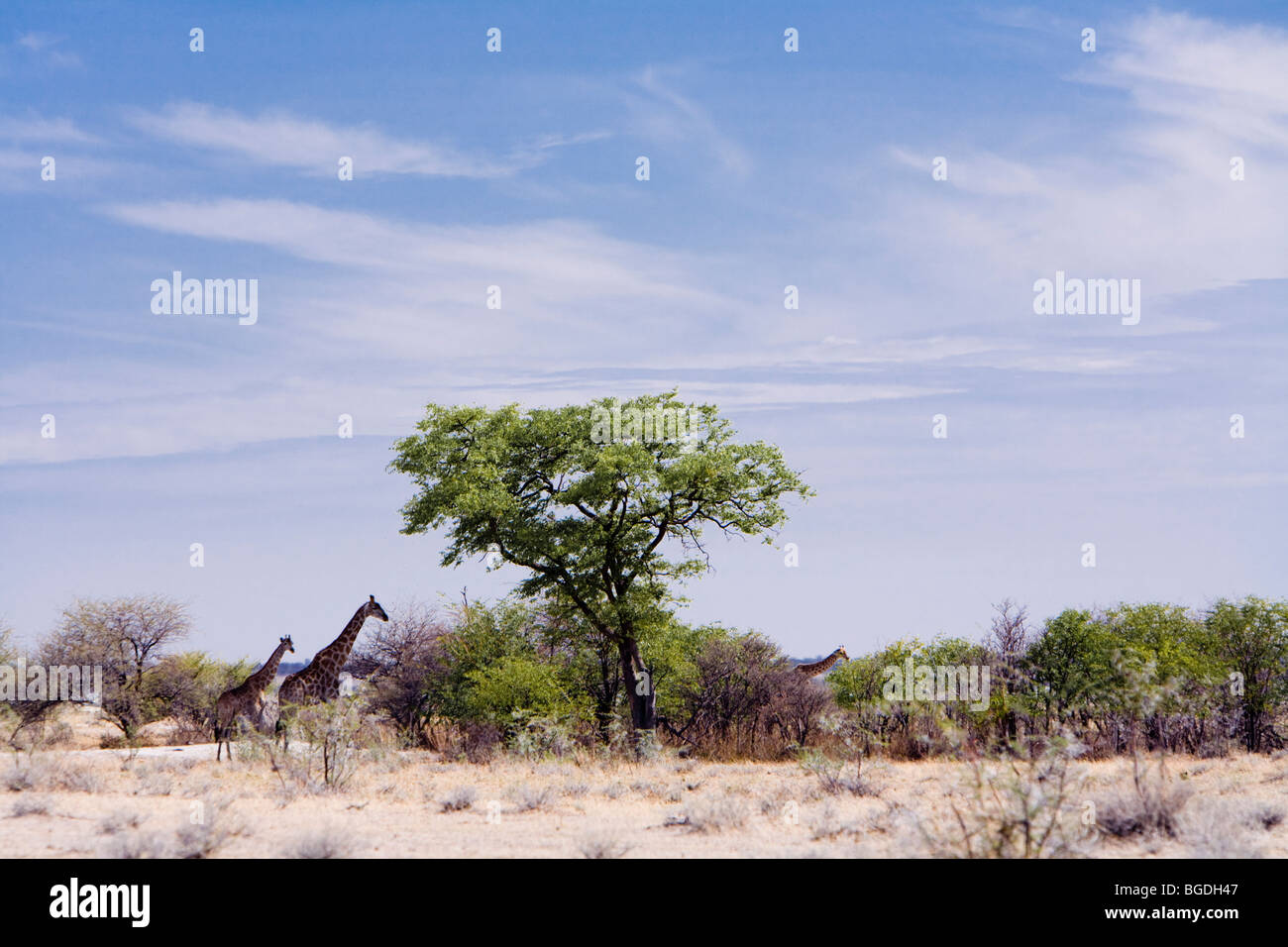 Jirafa con dos terneros. Jirafa angoleña (Giraffa camelopardalis angolensis), el Parque Nacional de Etosha, Namibia Foto de stock
