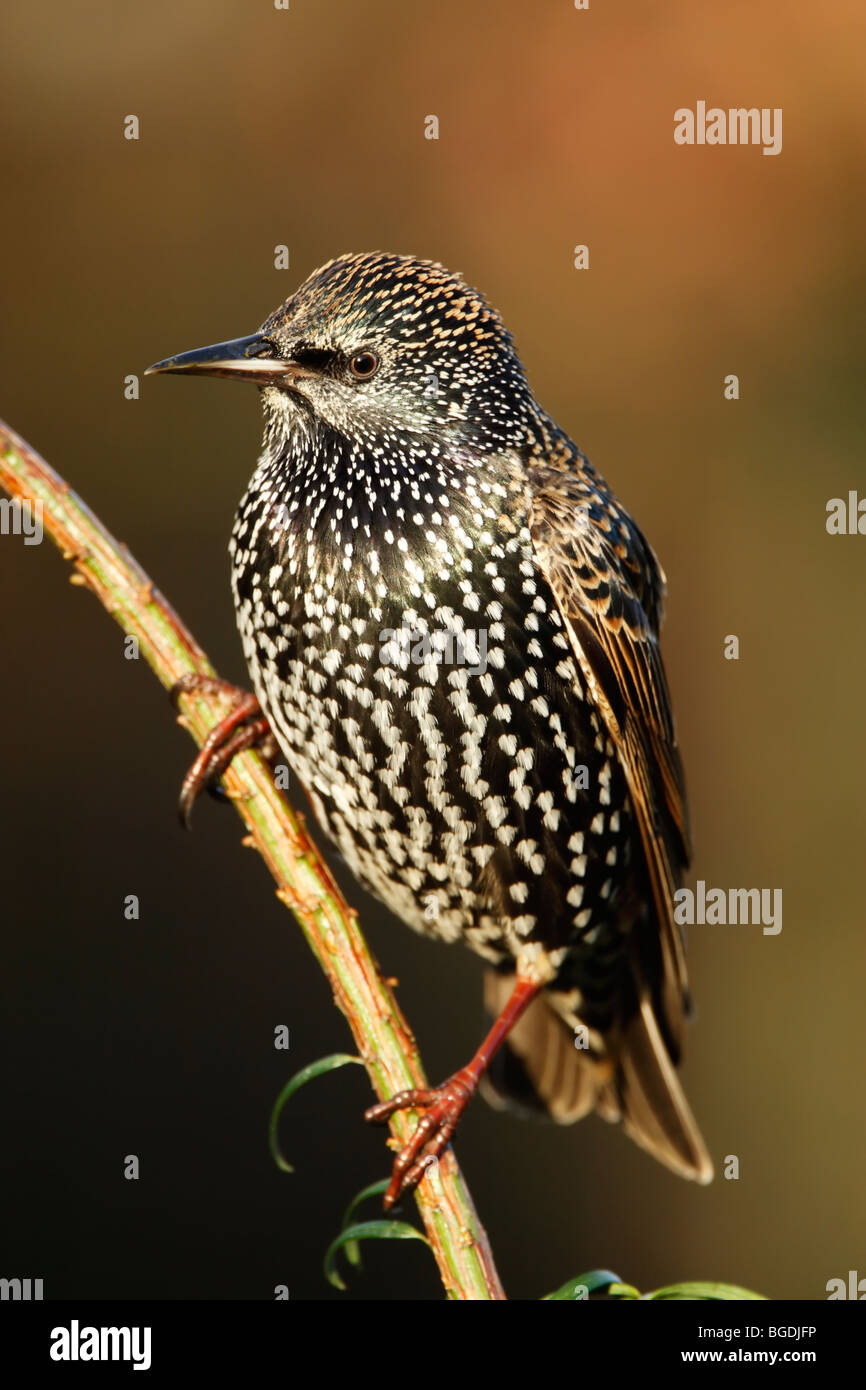 Starling (Sturnus vulagris) en plumaje de invierno mostrando manchas y plumas iridiscentes Foto de stock