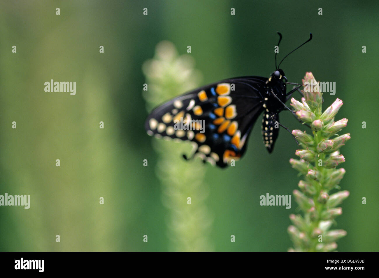 Parque Zoológico Woodland E. exhibición de mariposas Papilio polyxenes Especie () que aterrizaba en flor de Seattle, Washington State EE.UU. Foto de stock