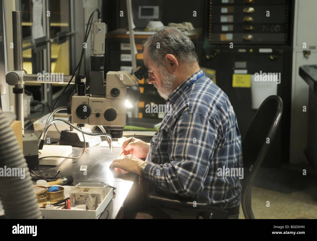 El paleontólogo estudiar fragmentos fósiles en un laboratorio en el Museo Smithsonian de Historia Natural Foto de stock