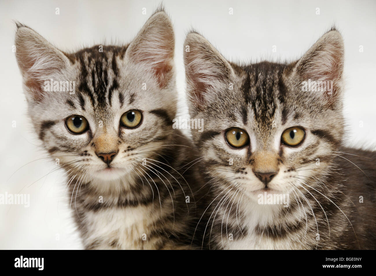 Fotos de dos cachorros mirando en línea recta a la cámara. Foto de stock