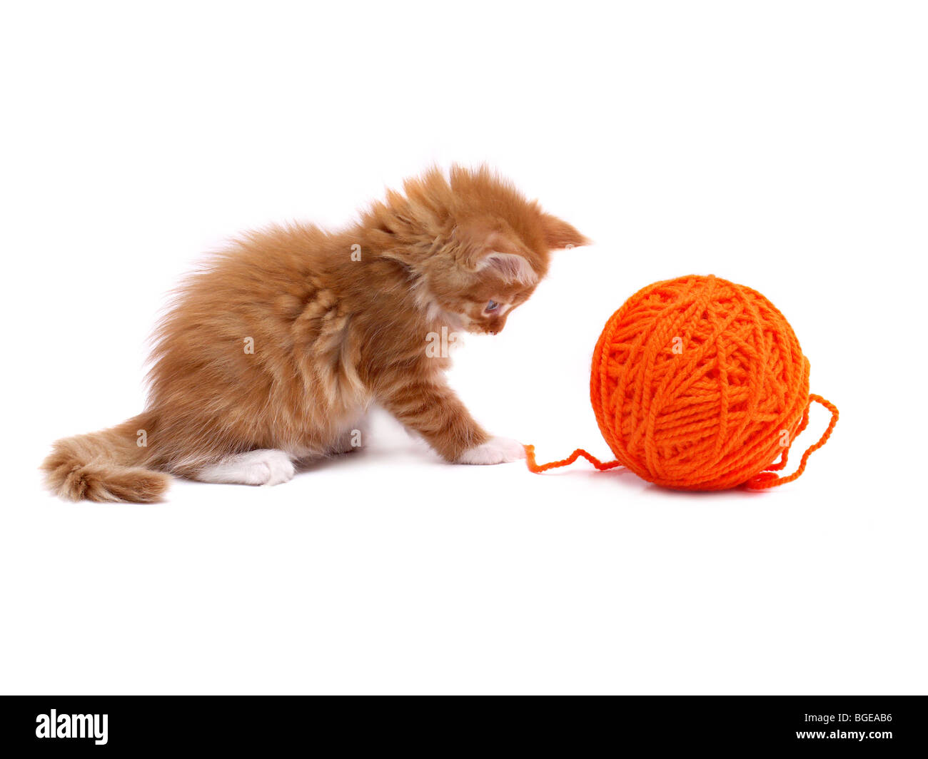 Gatito jugando con Orange Ball de lana dispara sobre fondo blanco. Foto de stock