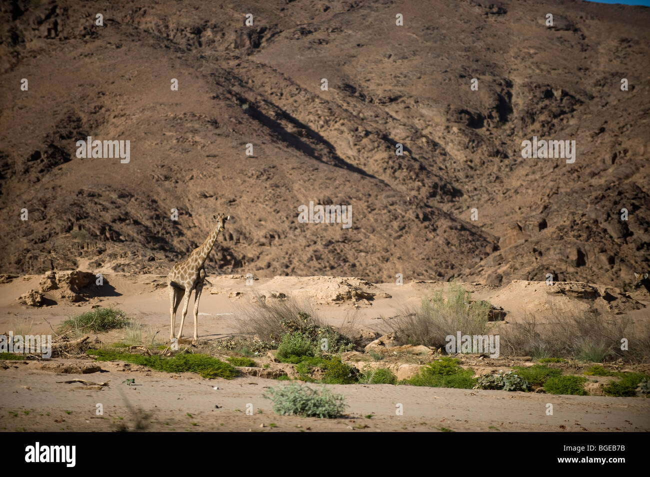 Jirafa en río Hoanib, Namibia Foto de stock