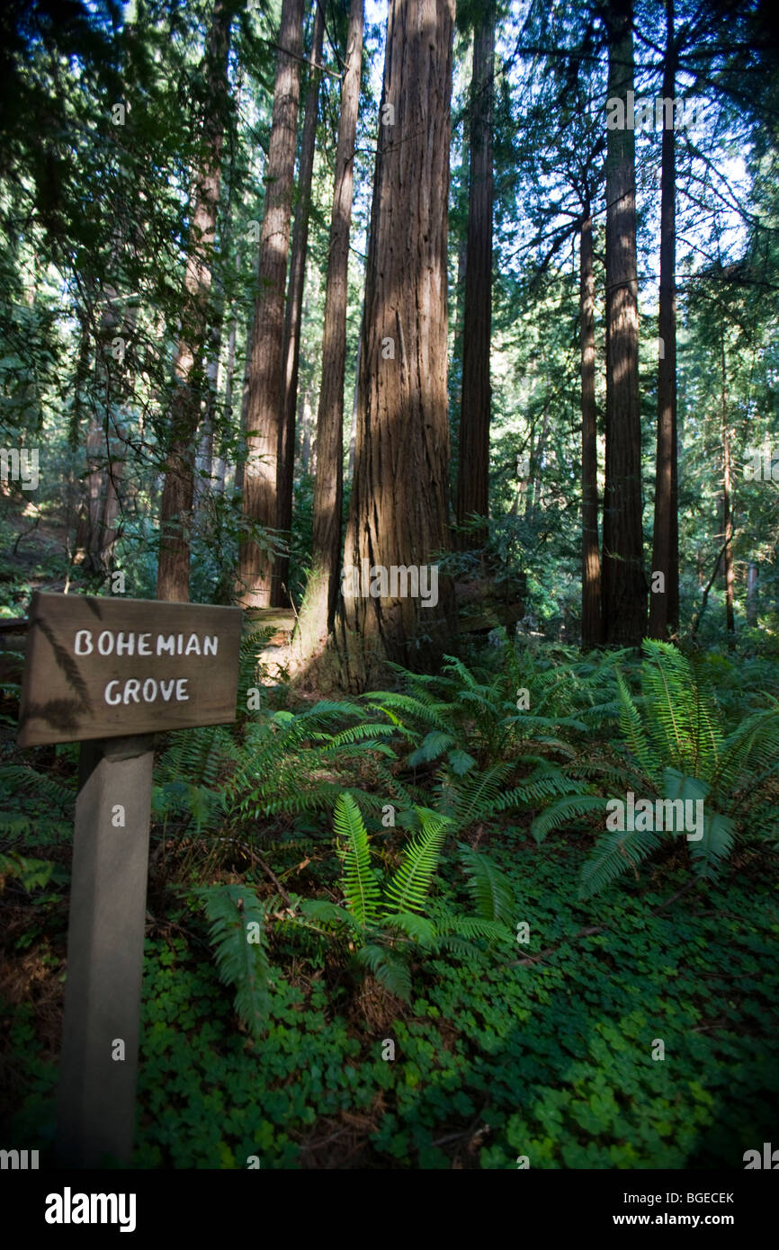 La luz del sol brilla en Redwood árboles en Bohemian Grove, Monumento Nacional Muir Woods, California. Foto de stock