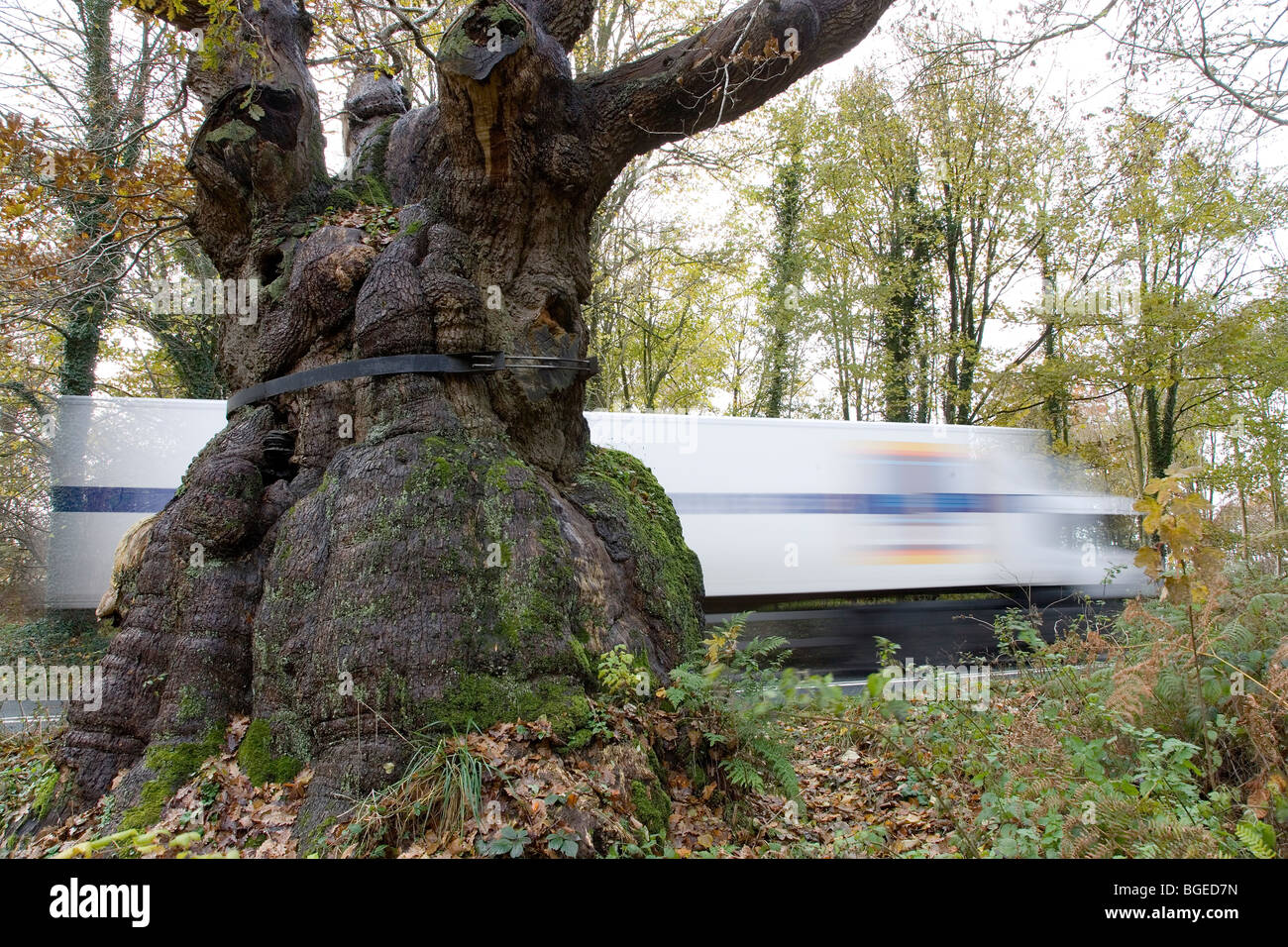 Big Belly Oak en el bosque de Savernake cerca de Marlborough Wiltshire Reino Unido el árbol tiene más de 1000 años, todavía está vivo creciendo en una carretera. Foto de stock