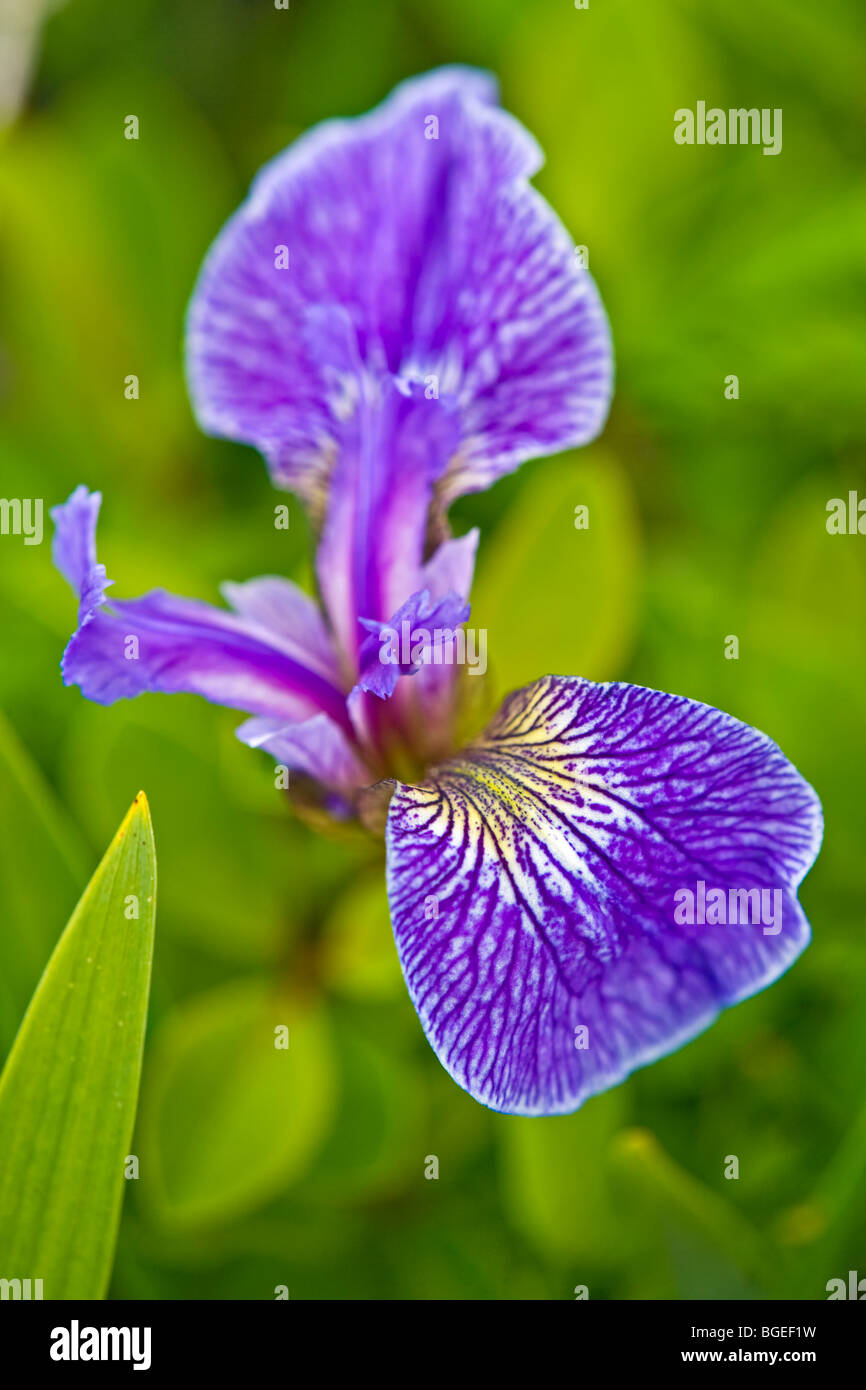 Puntal, Iris Iris setosa, quemado en la Reserva Ecológica de El Cabo, Isla quemada, junto a la autopista 437, Norte de la península, genial, no Foto de stock