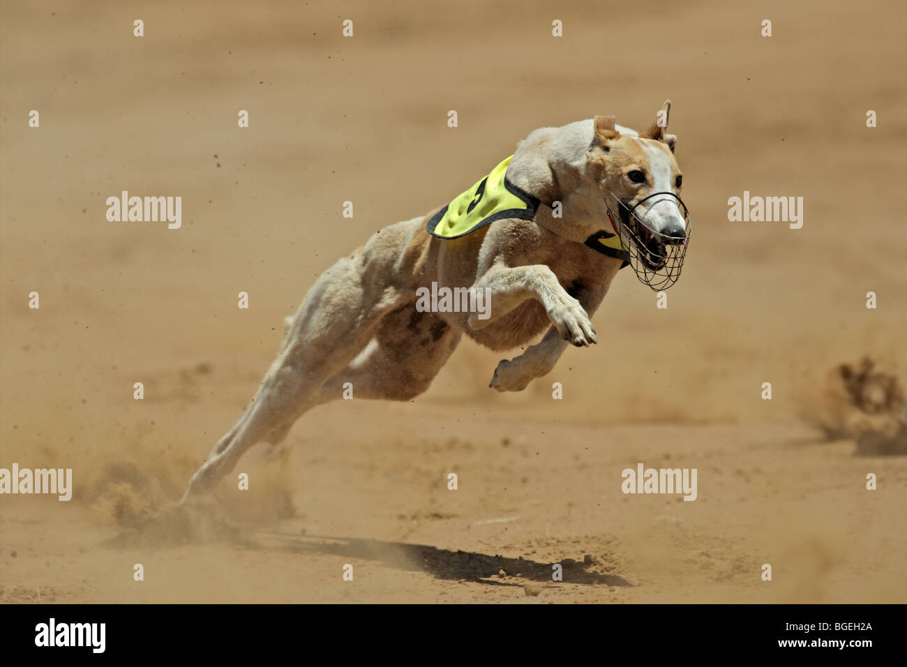 Greyhound a máxima velocidad durante una carrera Foto de stock