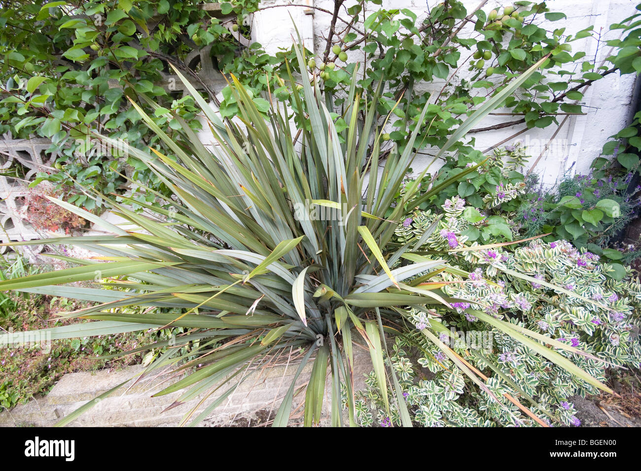 Phormium tenax - Nueva Zelanda lino a la izquierda y a la derecha Hebe 'Franciscana Variegata' Foto de stock