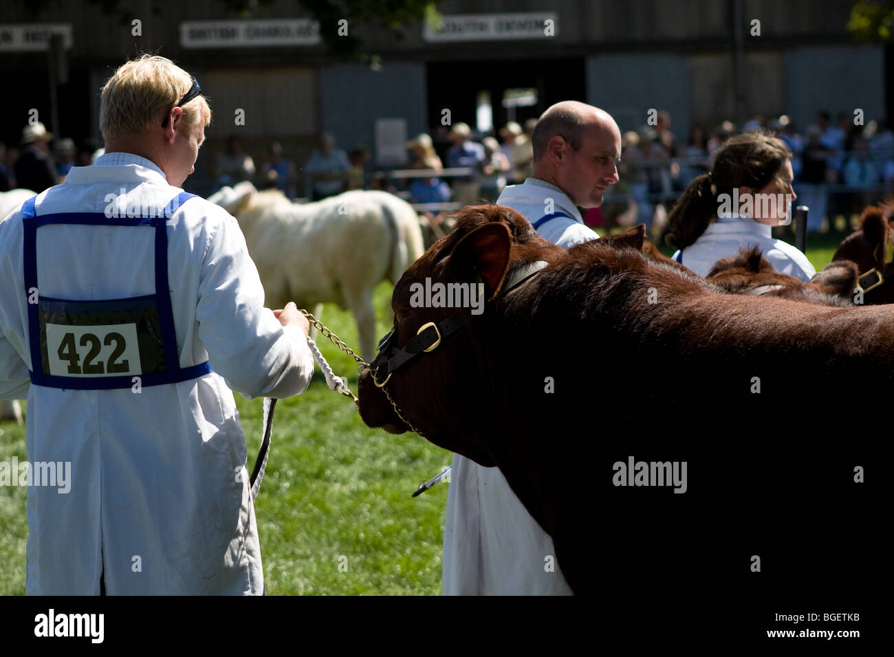 A juzgar ganador del premio ganado alrededor del Royal Norfolk Show en Norwich, en 2009. Foto de stock