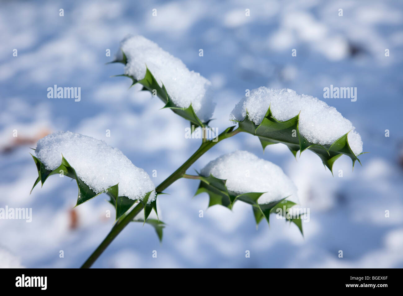 Close-up de el acebo (Ilex aquifolium) deja cubierto de nieve en invierno. Inglaterra, Reino Unido (Gran Bretaña). Foto de stock