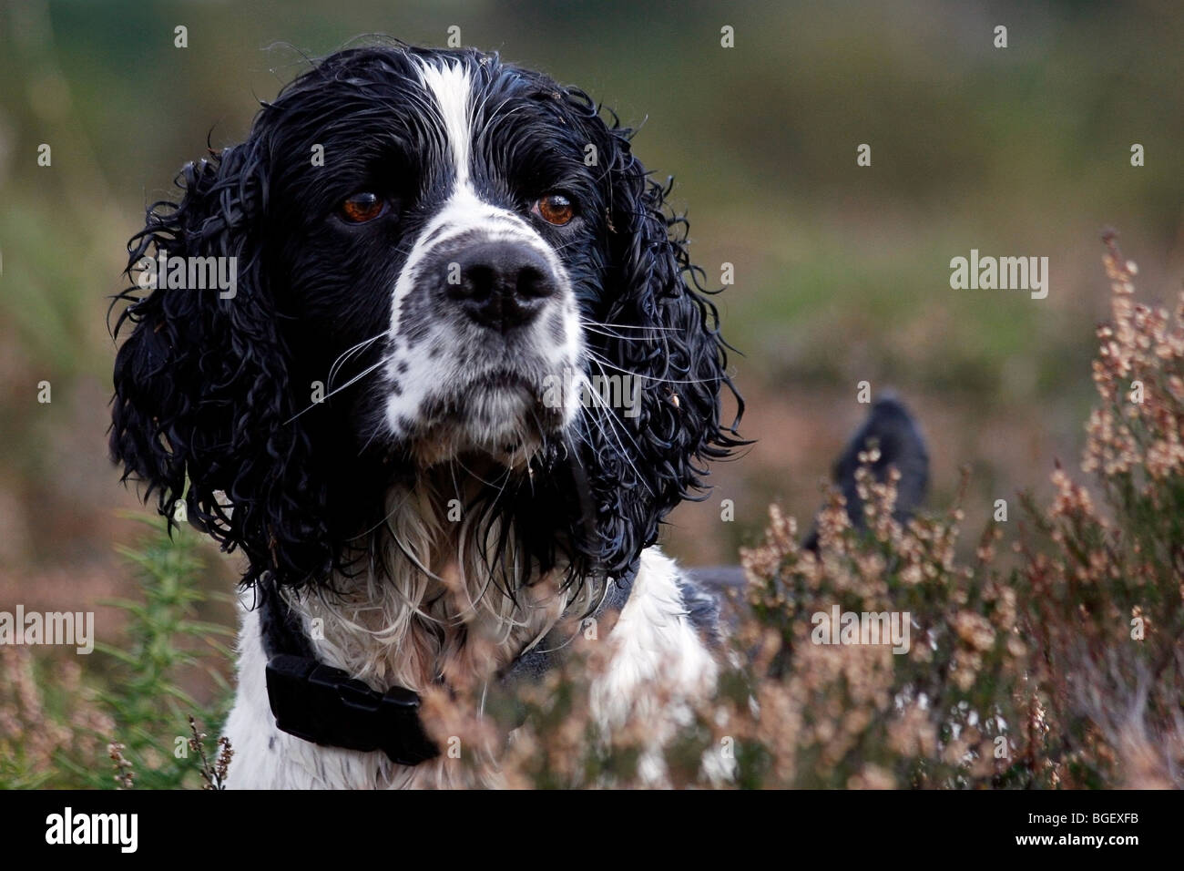 Springer Spaniel Inglés perro en heather permanente Foto de stock