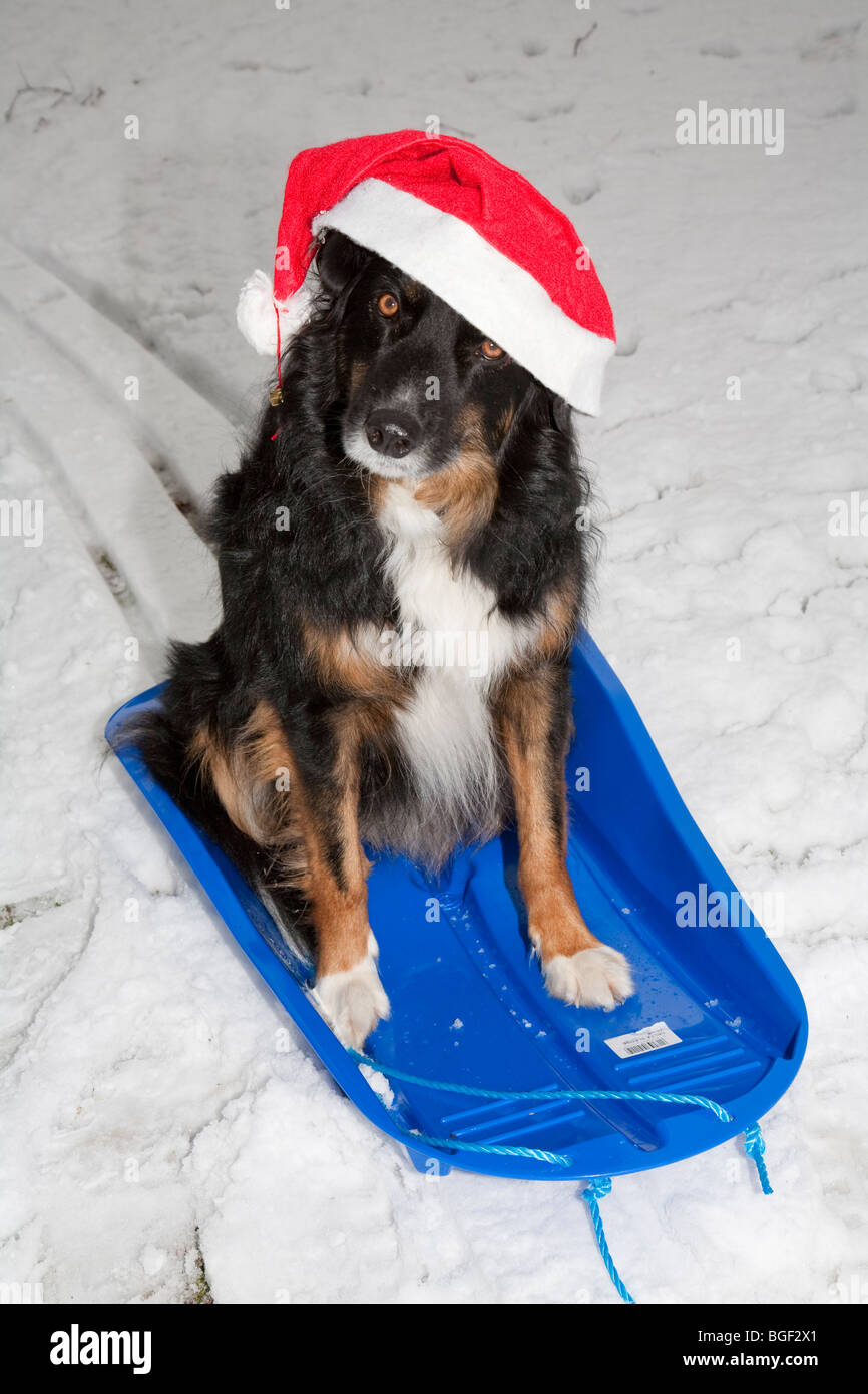 Border Collie perro vistiendo Padre Navidad sombrero azul sentado en un trineo en la nieve. Foto de stock