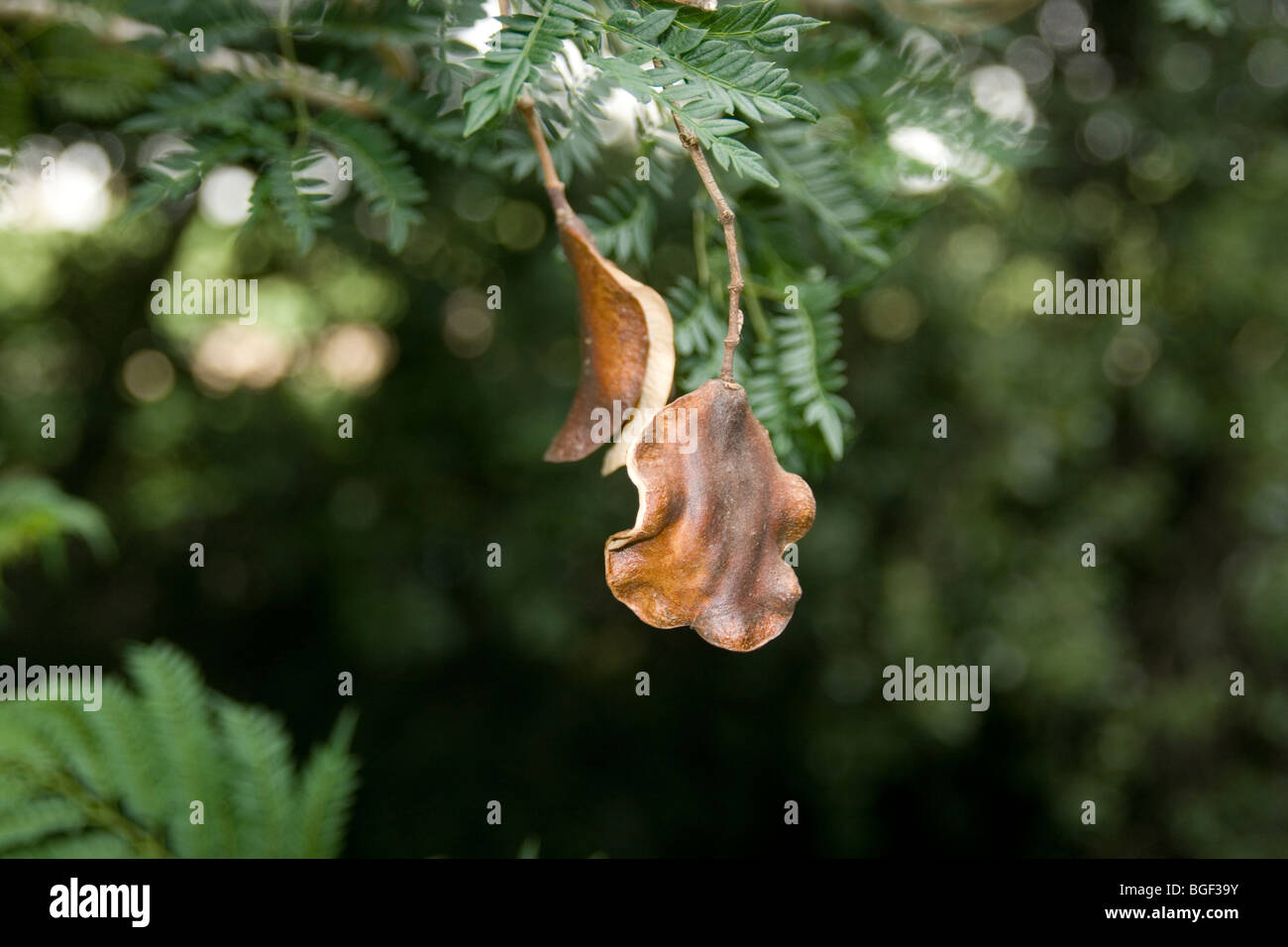 Jacaranda fruit fotografías e imágenes de alta resolución - Alamy