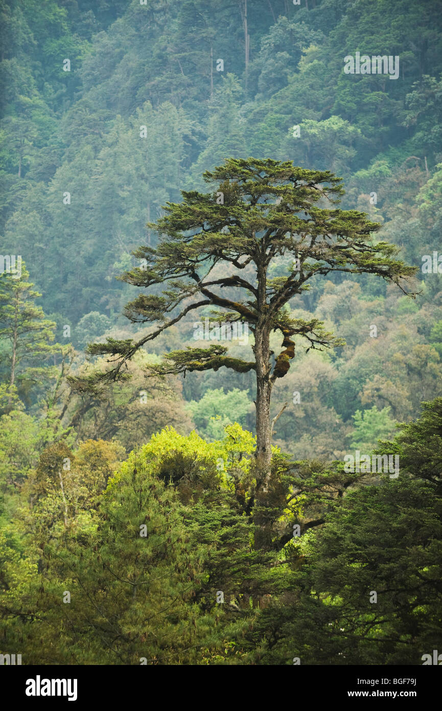 Sikkim (Abies densa) ca. 10.000 pies, pase la Yotong Bhután Foto de stock