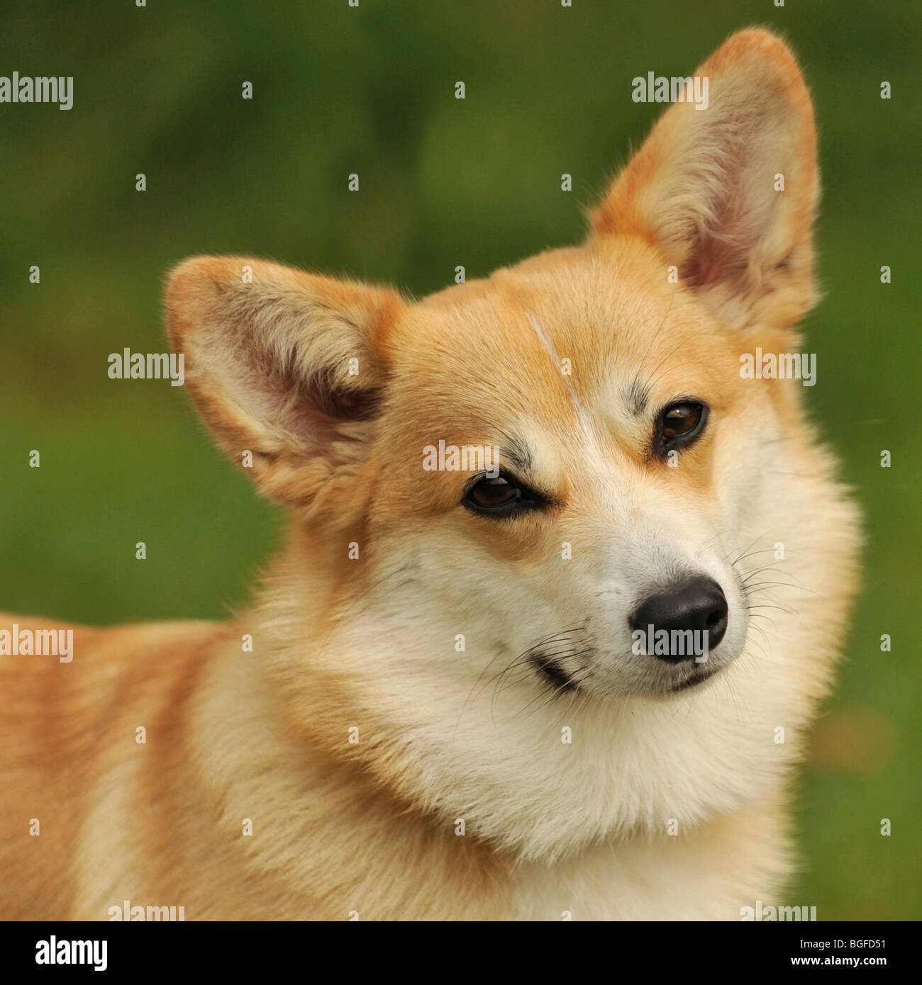 Pembroke corgi estudio cabeza Foto de stock