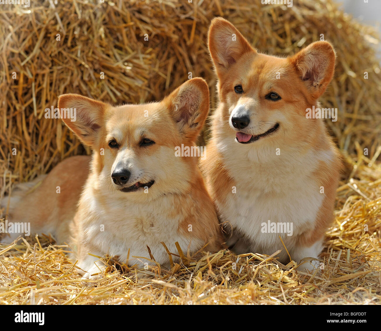 Dos corgis pembroke Foto de stock