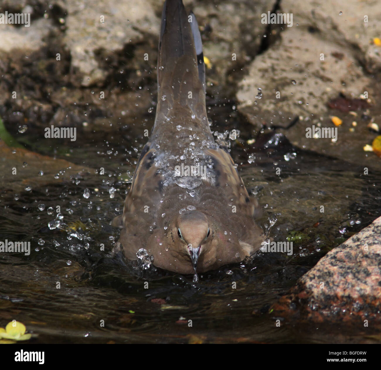 Duelo de humedales estanque de baño dove salpicaduras canto del pájaro canto del pájaro Ohio, ESTADOS UNIDOS DE AMÉRICA Estados Unidos marsh rock Foto de stock