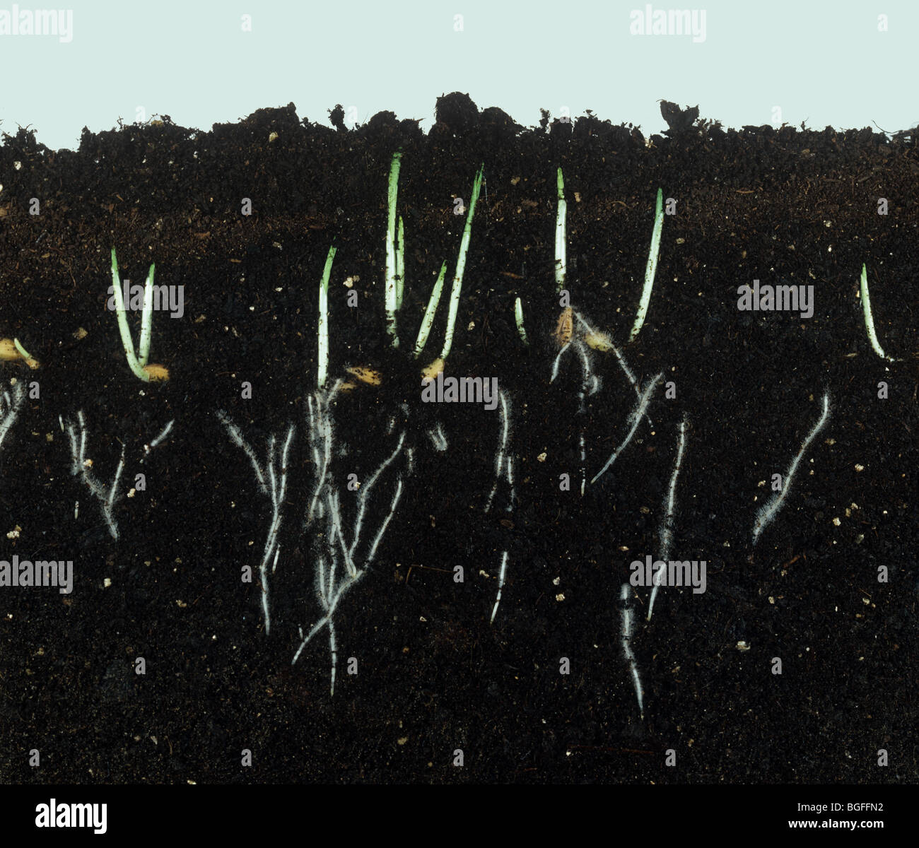 Cebada germinando semillas muestran los retoños jóvenes y desarrollo de la raíz. Foto de stock