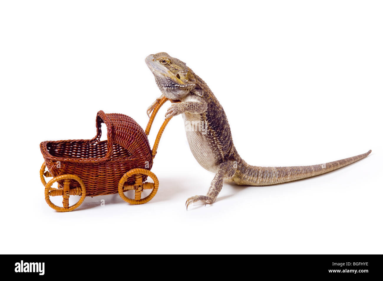 Dragon Barbudo Bebe Fotos E Imagenes De Stock Alamy