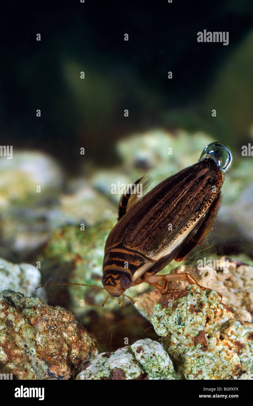 Menor / buceo ranurado (escarabajos Acilius sulcatus) nadando bajo el agua con una burbuja de aire entre el cuerpo y el ala de los casos para respirar Foto de stock