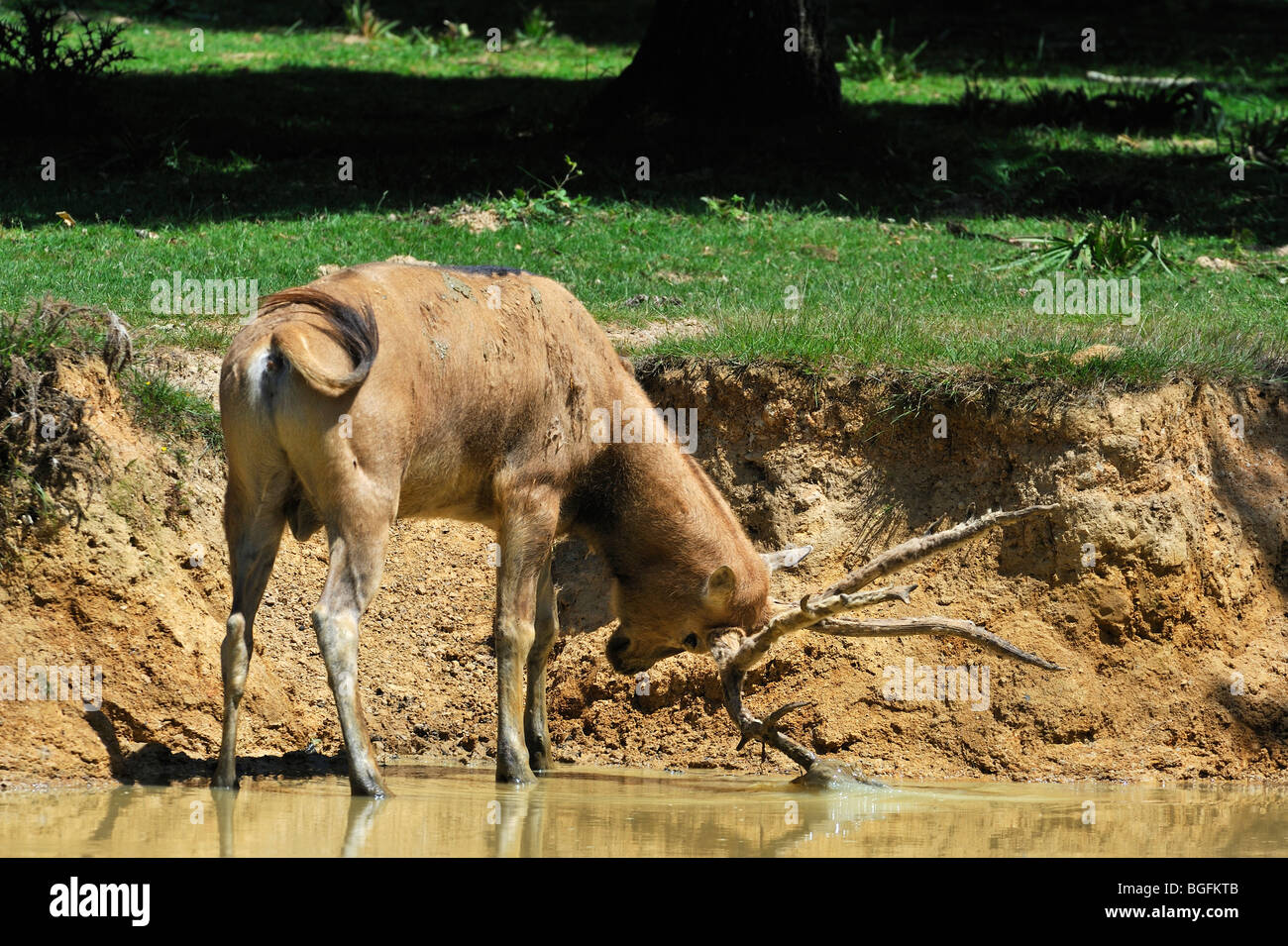 Pere David deer / Milu (Elaphurus davidianus) de pie en el río y rozando el terciopelo de su cornamenta, nativa de China Foto de stock