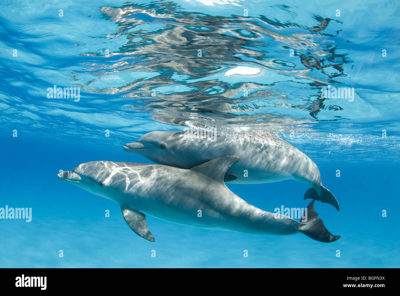 Dos Delfín Mular (Tursiops truncatus) cerca de la superficie en las cristalinas y azules aguas de las Bahamas. Foto de stock
