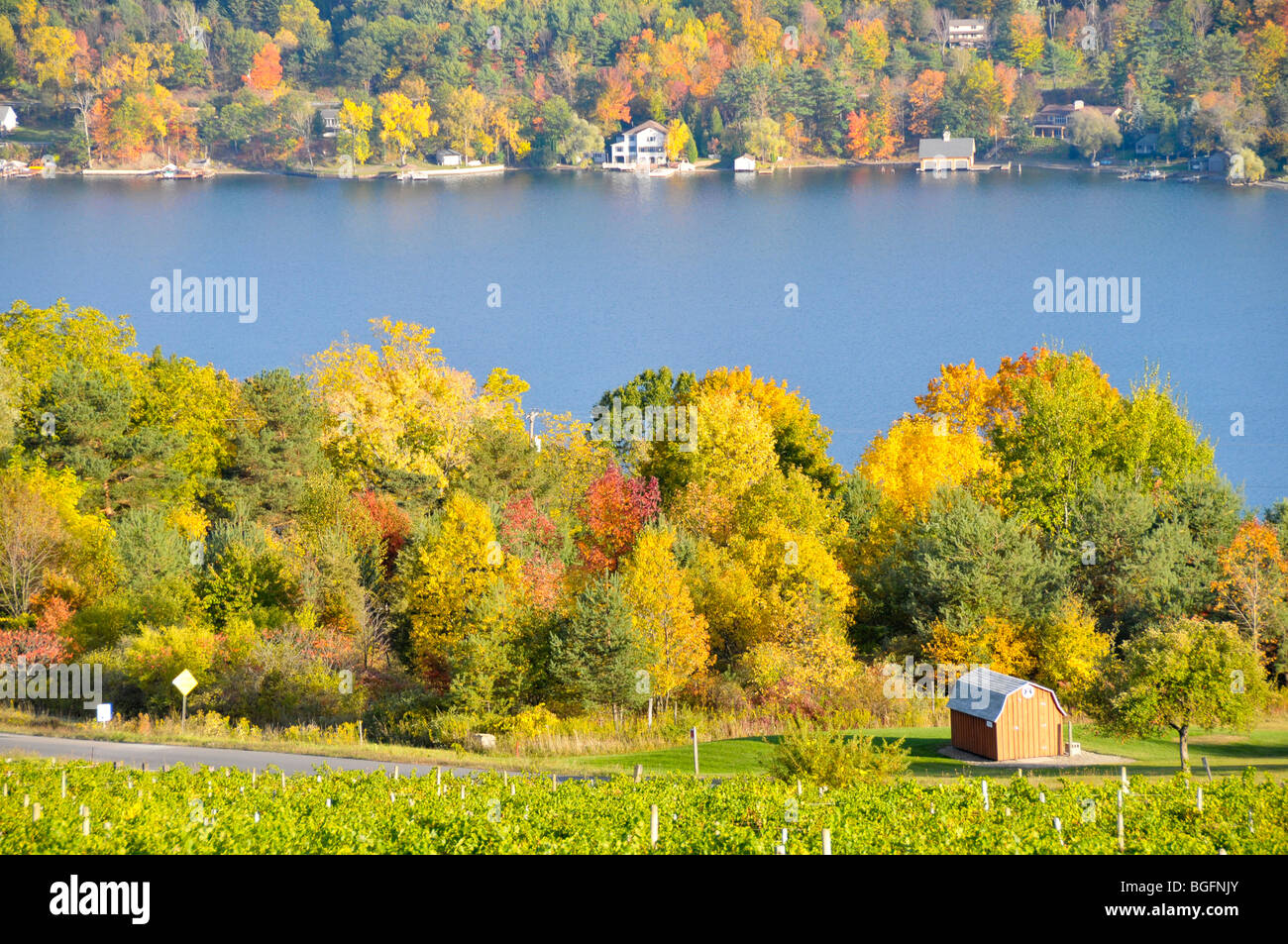 Colores de otoño bodega Viñedos de la región de Finger Lakes de Nueva York Foto de stock
