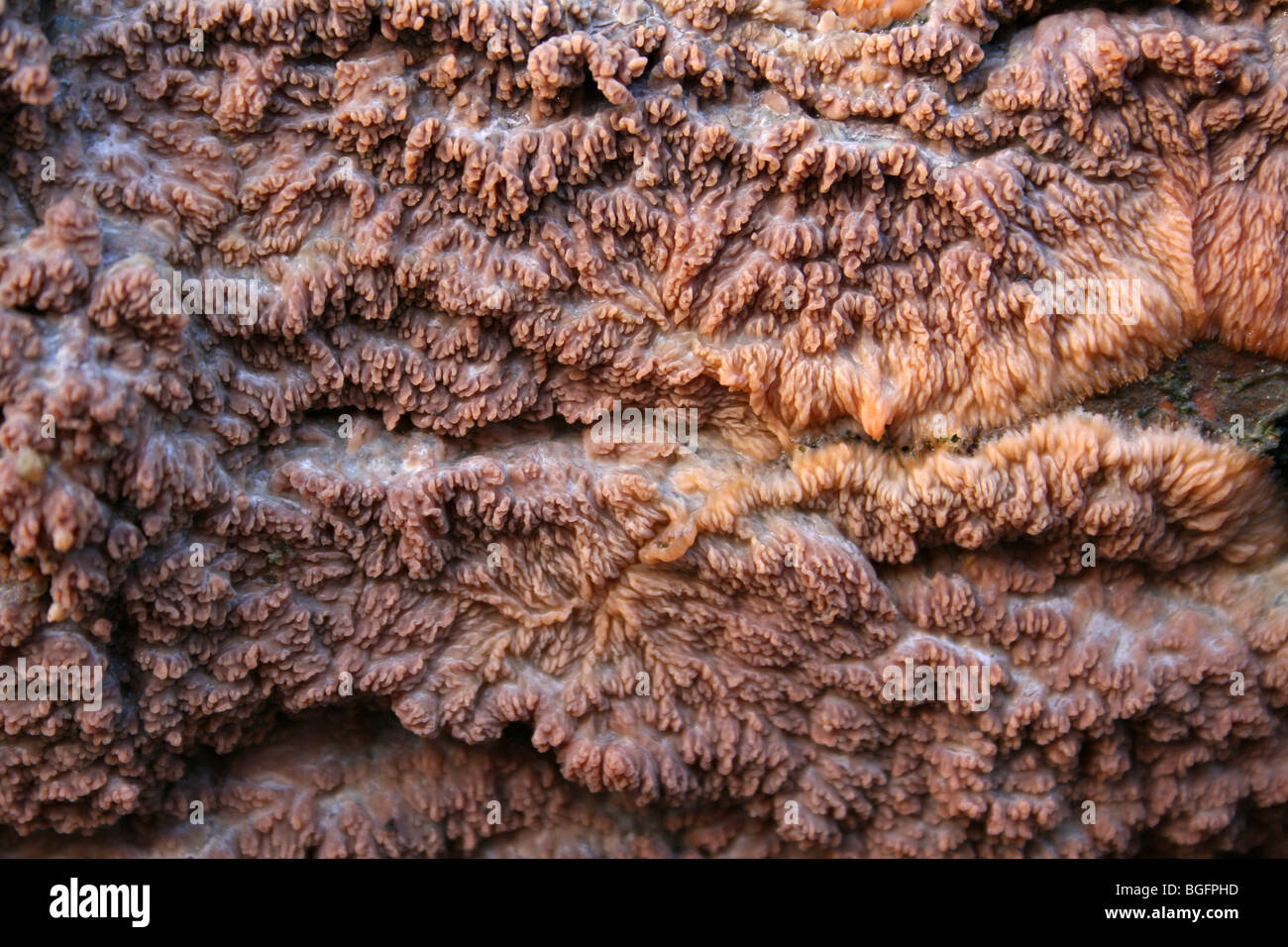 Los Hongos de corteza arrugada Phlebia radiata tomadas en cámaras de madera de granja, Lincolnshire, Reino Unido Foto de stock