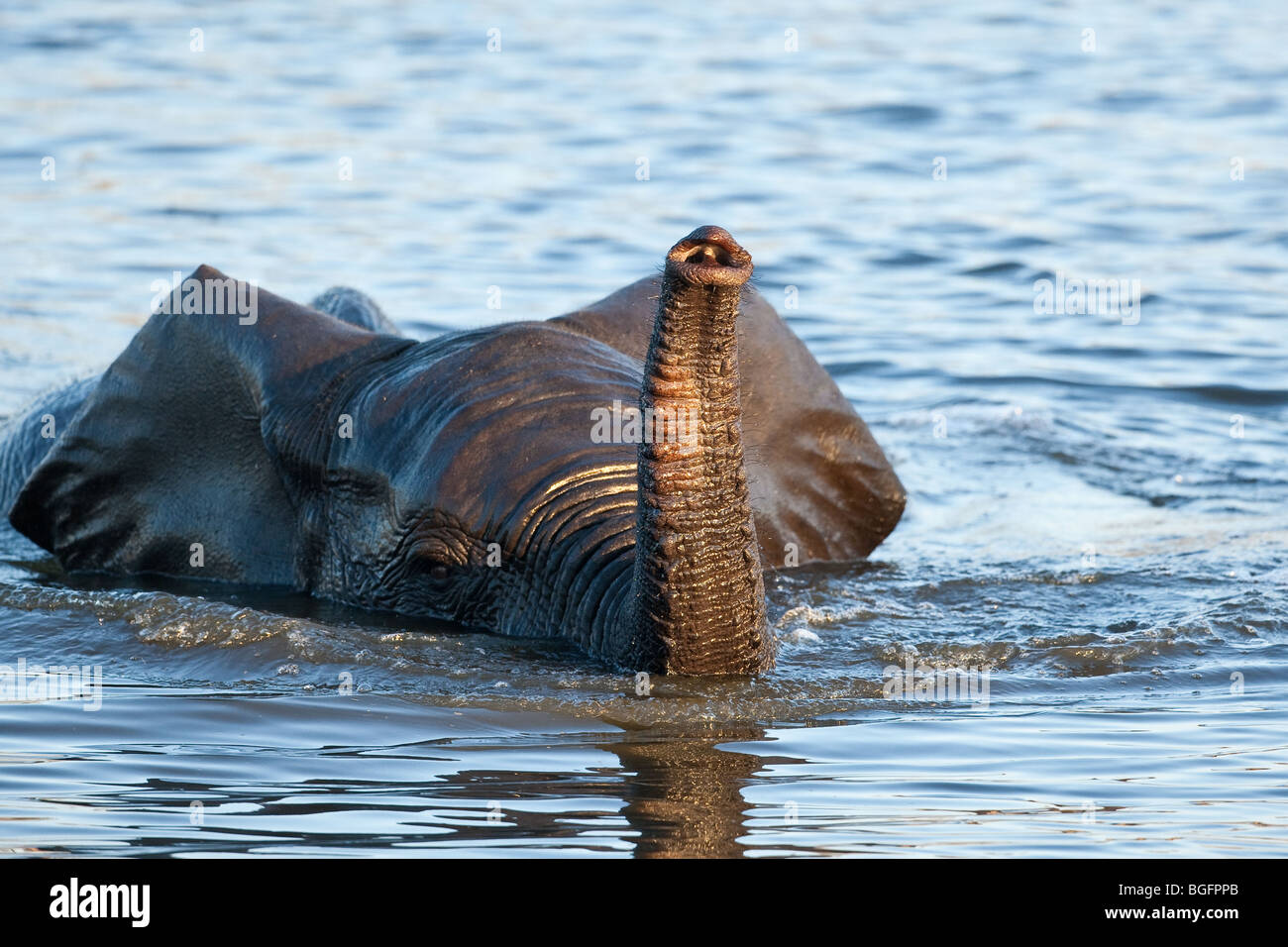 Elefante jugando en el agua con el tronco levantado Foto de stock