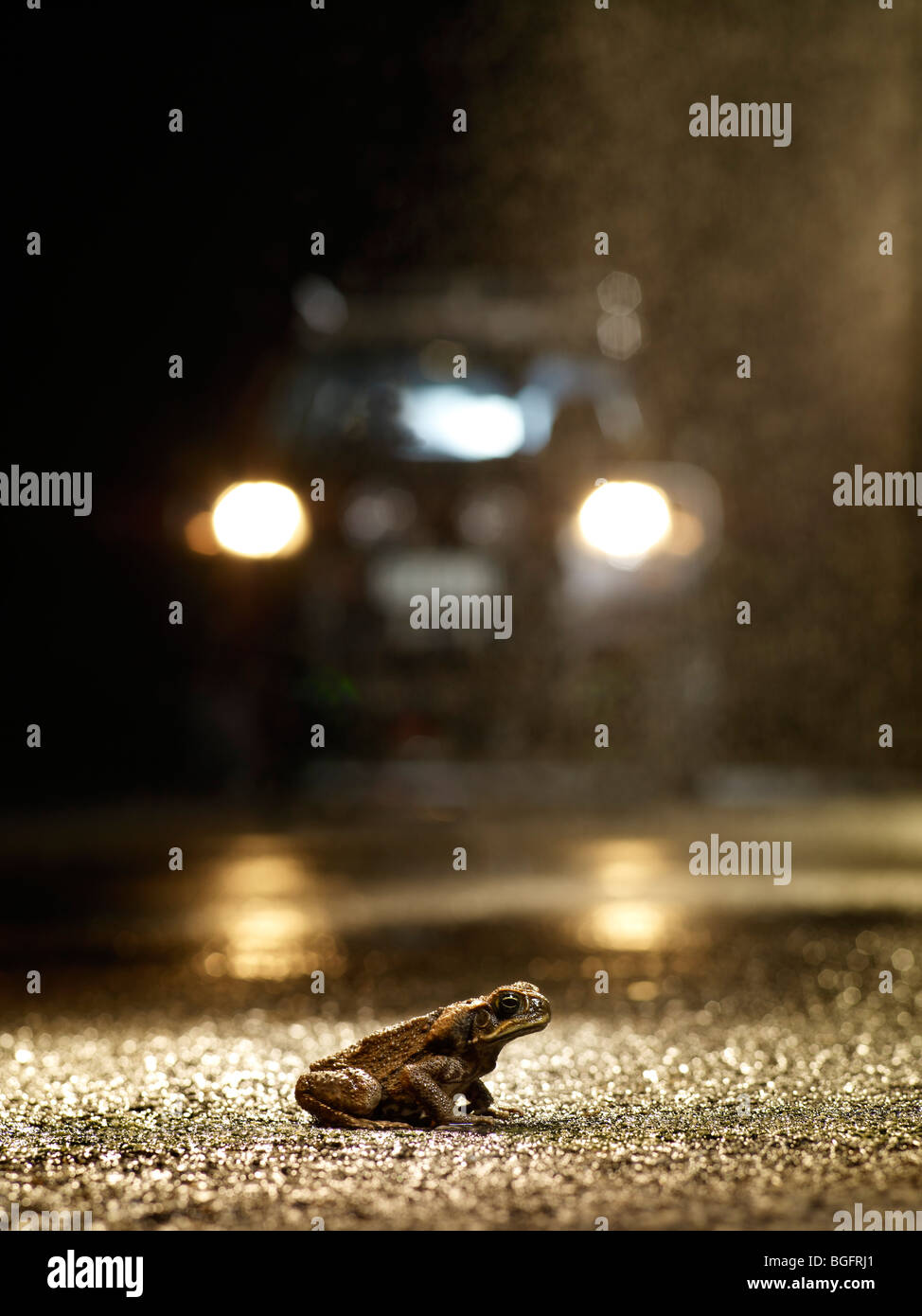 El sapo de caña en la lluviosa noche atrapados en los faros de los coches Foto de stock