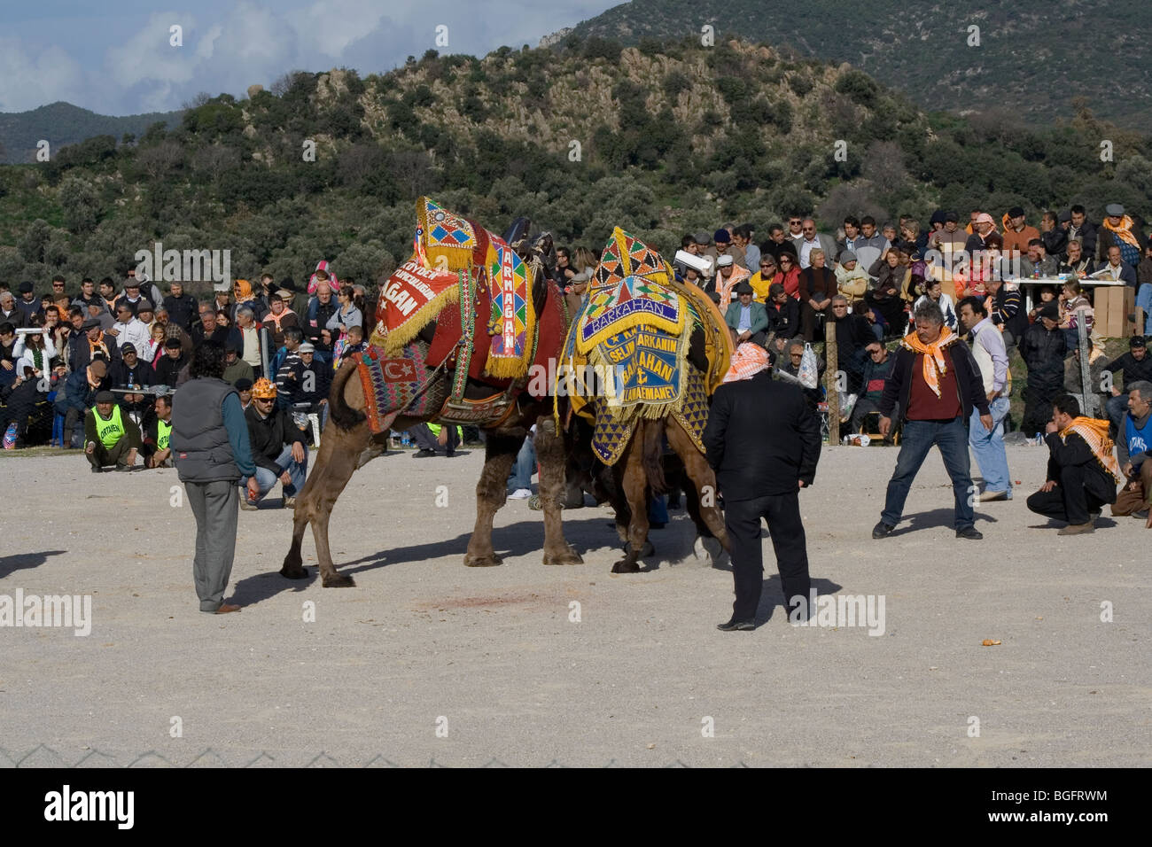 Tradicional lucha de camellos en Bodrum, Turquía Foto de stock