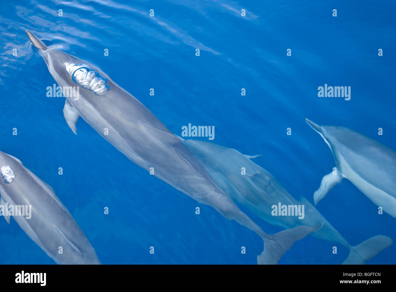 Grupo de delfines Foto de stock