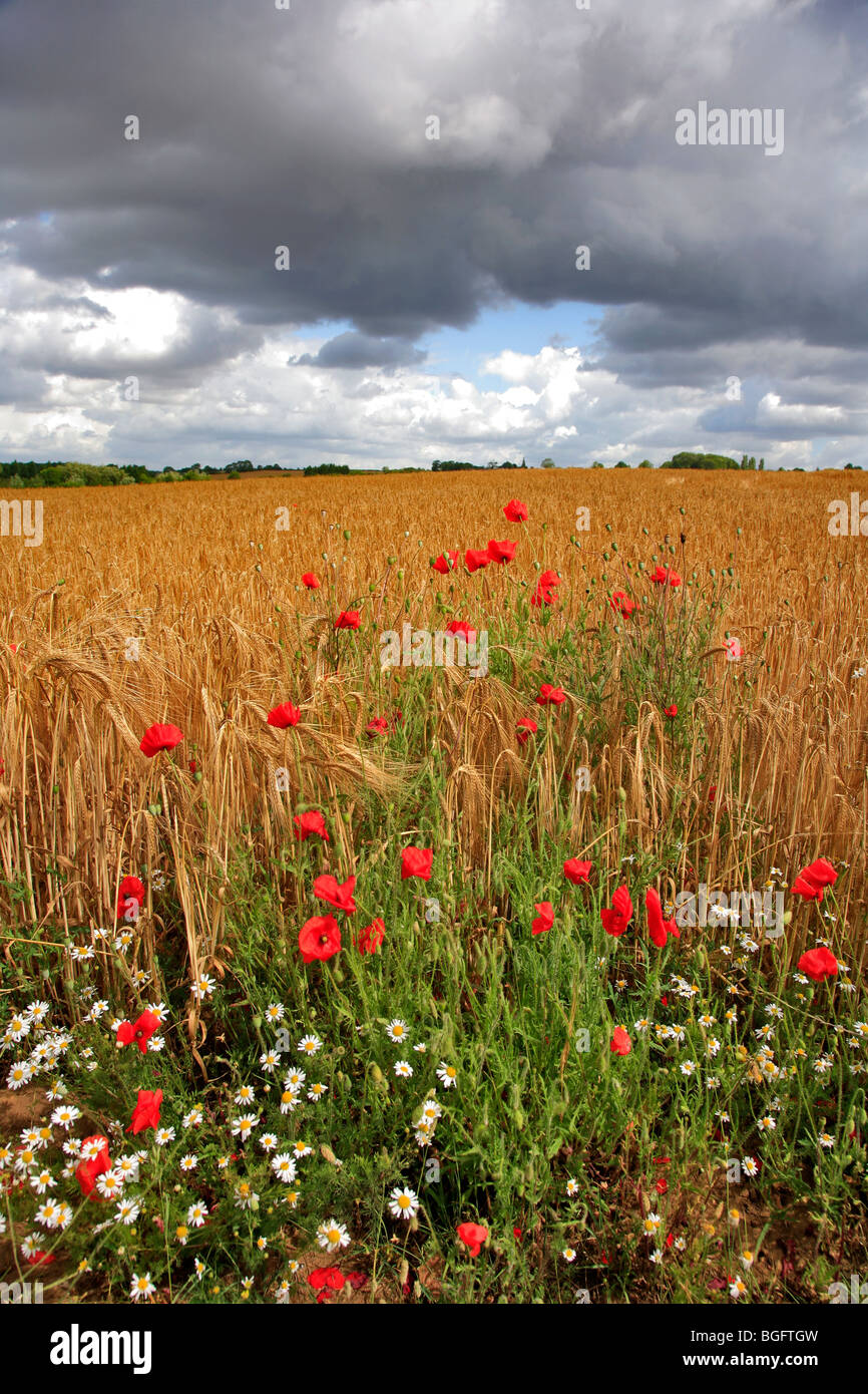 La maduración del trigo campo amapolas rojas Fenland Cambridgeshire Inglaterra Foto de stock