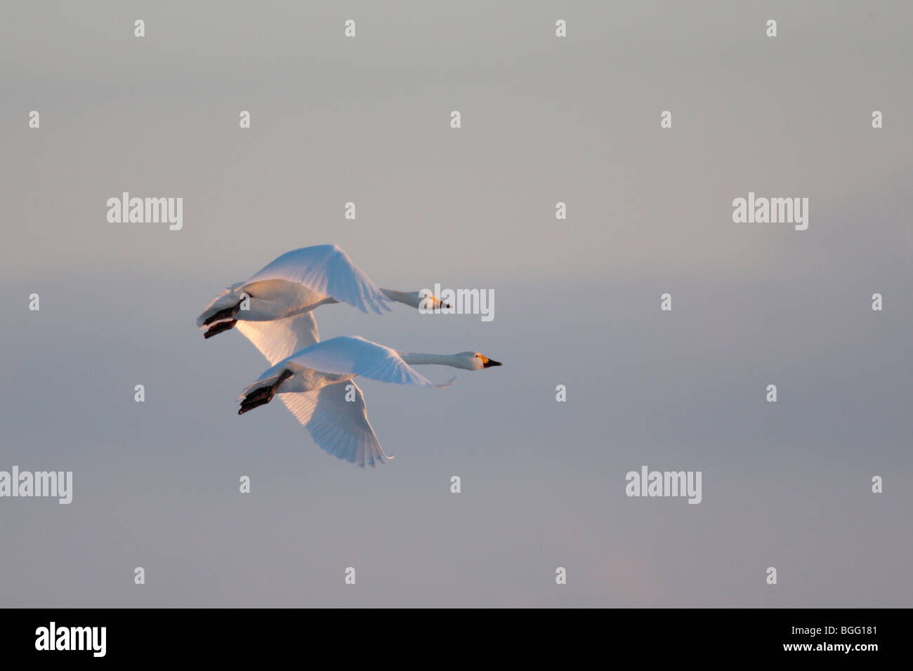 Cisnes cantores Cygnus cygnus en vuelo la nieve del invierno Foto de stock