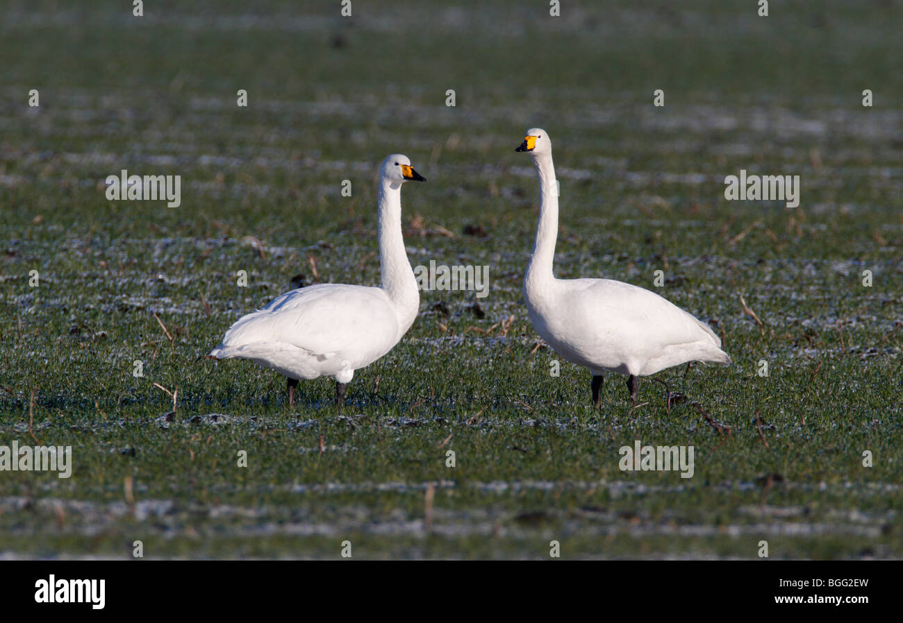 Cisnes cantores Cygnus cygnus par busca alert Foto de stock