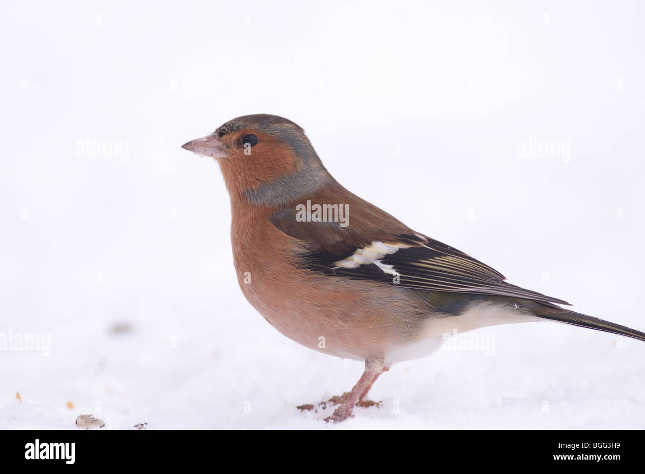 Mejores fotos de aves fotografías e imágenes de alta resolución - Alamy