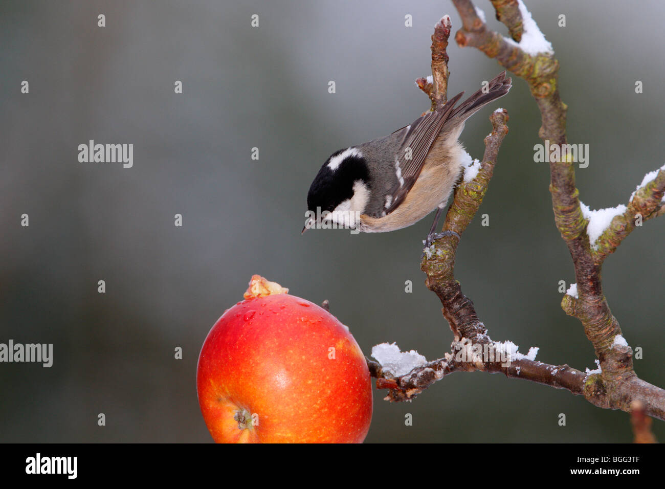 Carbón Tit Periparus ater beber apple snow Foto de stock