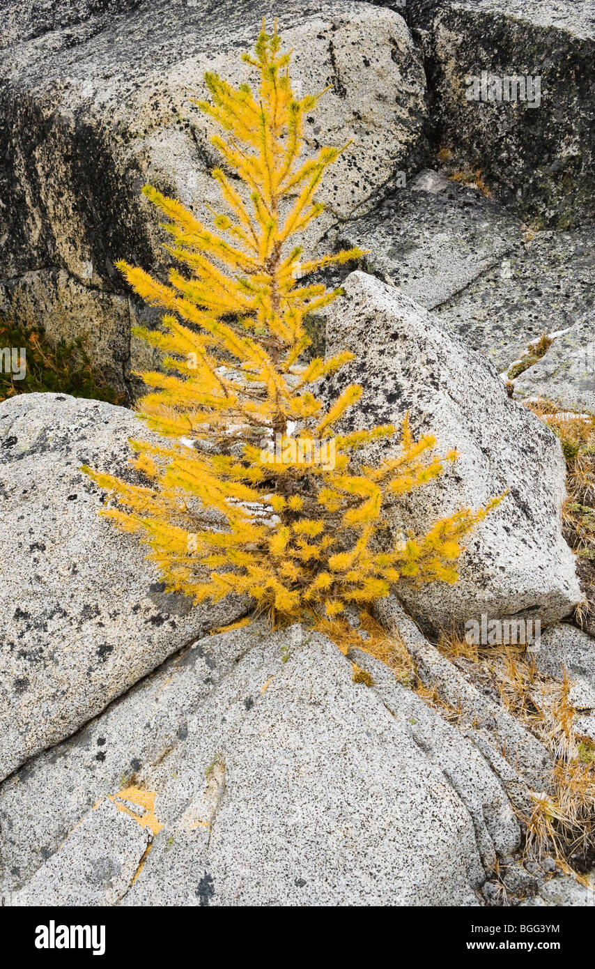 Un pequeño árbol de alerce y rocas de granito, Lagos de encantamiento Área Silvestre Cascadas de Washington, Estados Unidos. Foto de stock