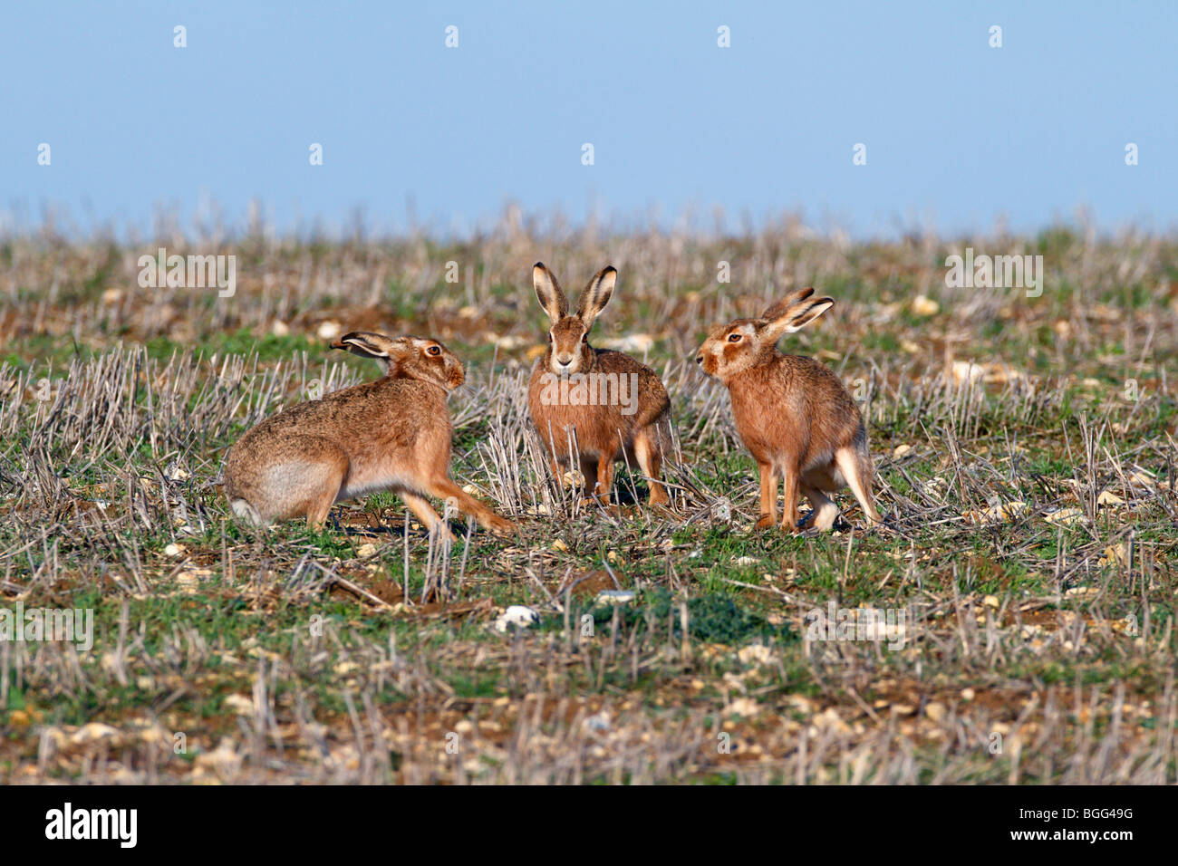 Liebres marrones Lepus capensis ejecutando acción group Foto de stock