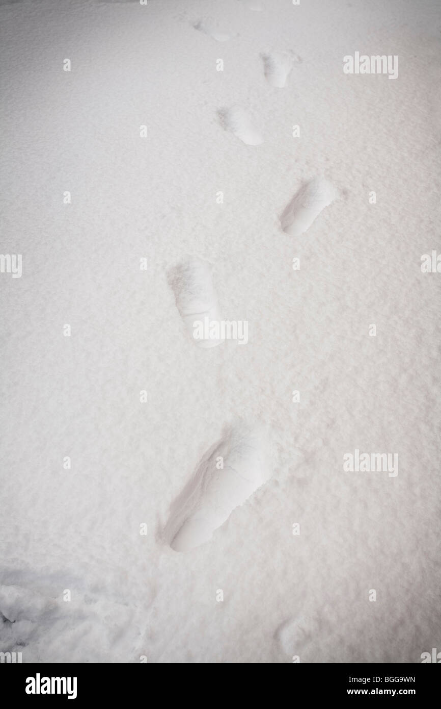 Snowscene, huellas en la nieve profunda Foto de stock
