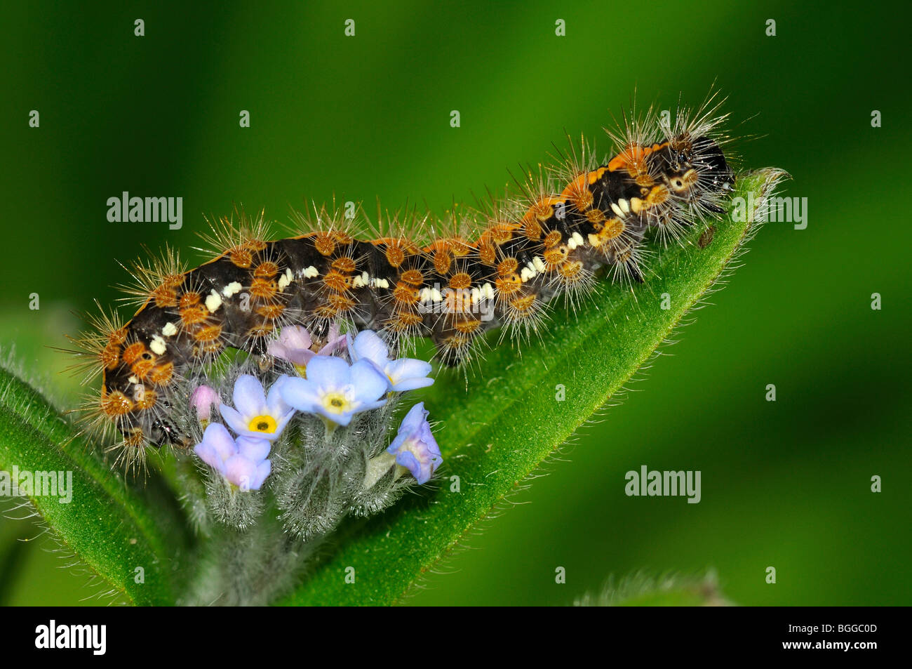 Jersey Tiger Moth (Euplagia quadripunctaria) Caterpillar alimentándose en Forget-me-not, criado en cautividad. Foto de stock