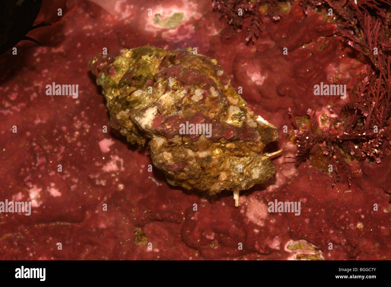 Unión sting winkle (Ocenebra erinacea : Muricidae) arrastrándose sobre un alga roja incrustantes en rockpool, Reino Unido. Foto de stock