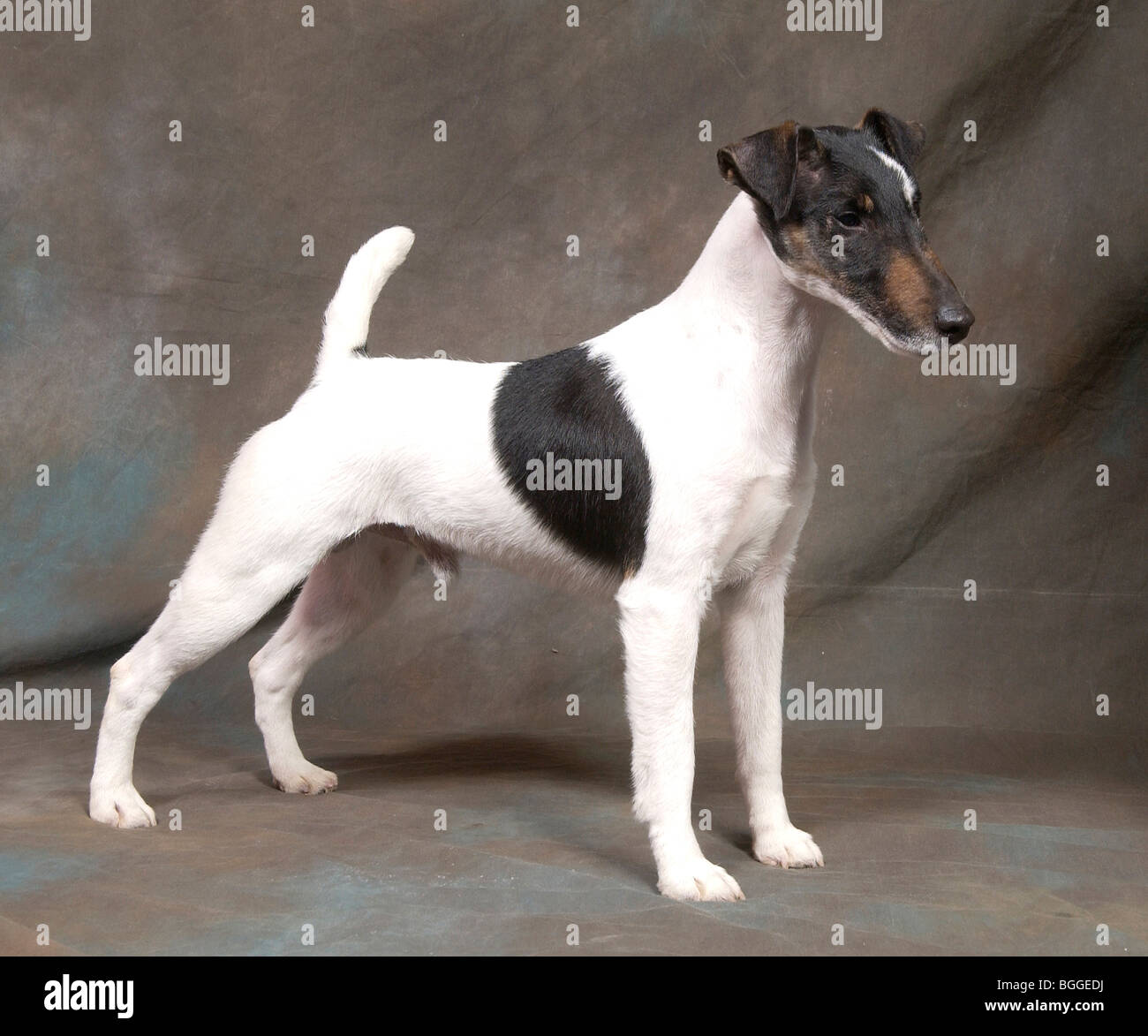 English fox terrier dog fotografías e imágenes de alta resolución - Alamy