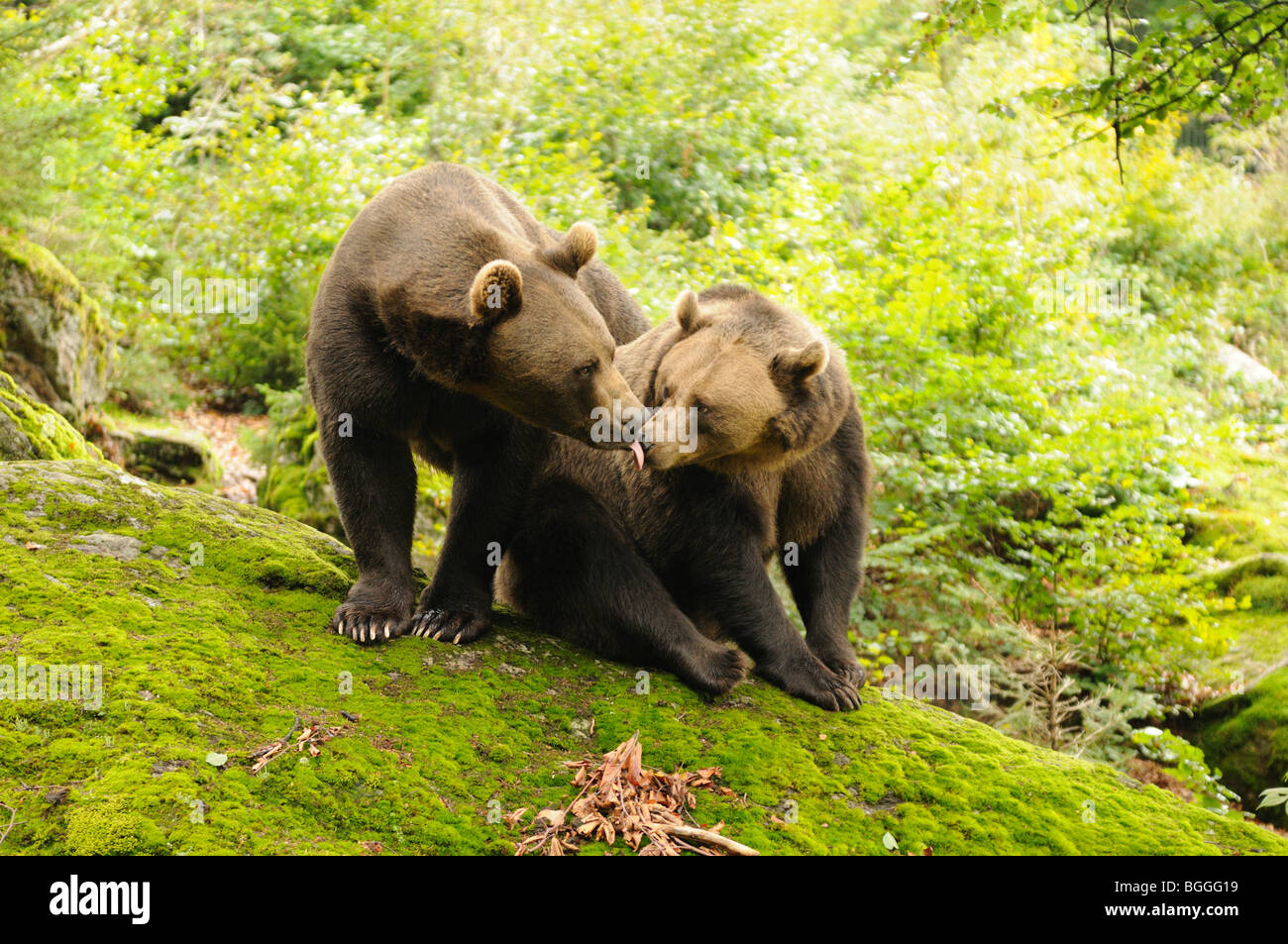 Dos osos pardos, Ursus arctos Foto de stock
