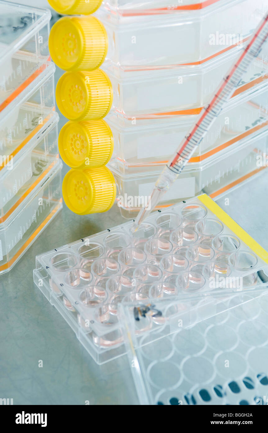 La investigación con células madre, el Instituto Max Planck de Genética Molecular, de Berlín, Alemania Foto de stock