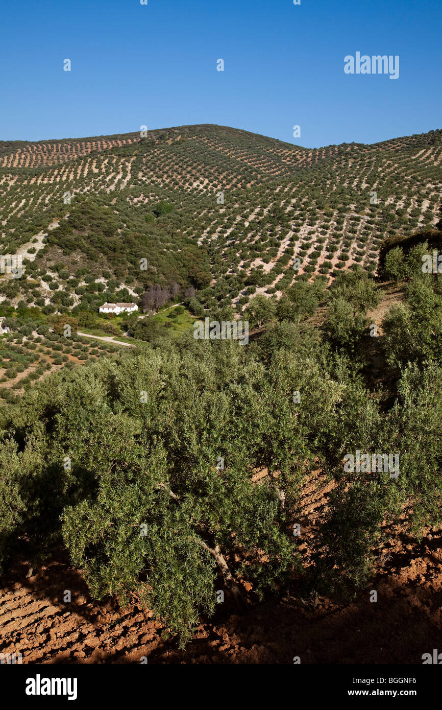 Campo de olivos en priego fotografías e imágenes de alta resolución - Alamy